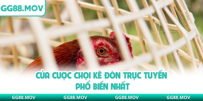 Cửa cược chọi kê đòn trực tuyến phổ biến nhất